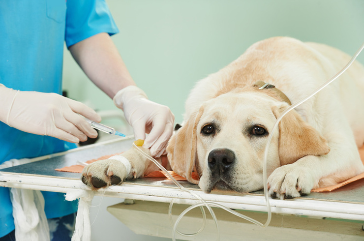 避妊手術　犬（10kg以下）