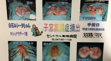 子宮蓄膿症摘出