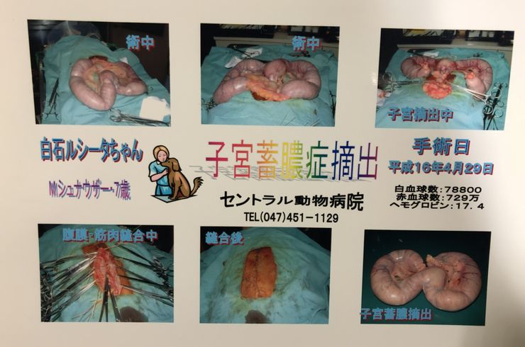 子宮蓄膿症摘出