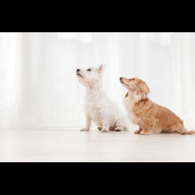 津田沼にある子宮蓄膿症にも対応可能な動物病院です