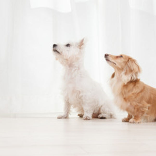 津田沼にある子宮蓄膿症にも対応可能な動物病院です