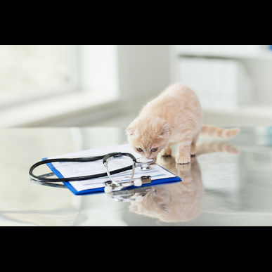 津田沼のセントラル動物病院は日曜日も営業しています