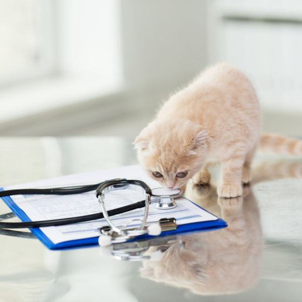 津田沼のセントラル動物病院は日曜日も営業しています