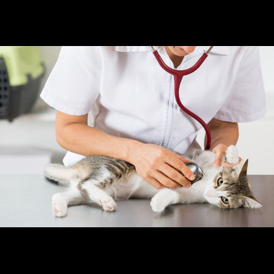 津田沼にあるセントラル動物病院に膀胱結石の摘出も行います