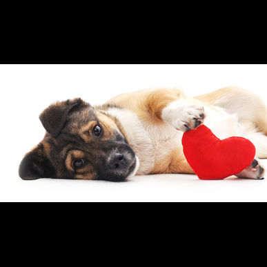 津田沼で乳腺腫に多くの治療経験を持つ動物病院