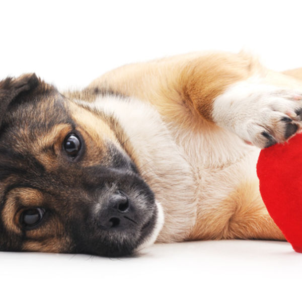 津田沼で乳腺腫に多くの治療経験を持つ動物病院