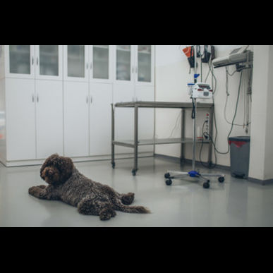 津田沼にある当院は巨大結腸症も治療できる動物病院です