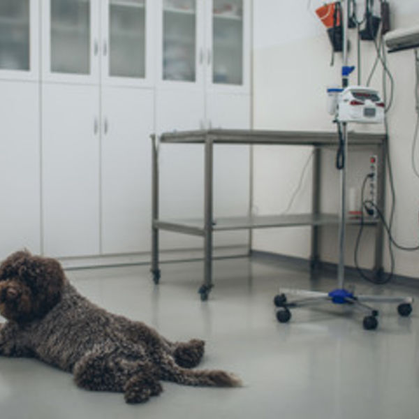 津田沼にある当院は巨大結腸症も治療できる動物病院です