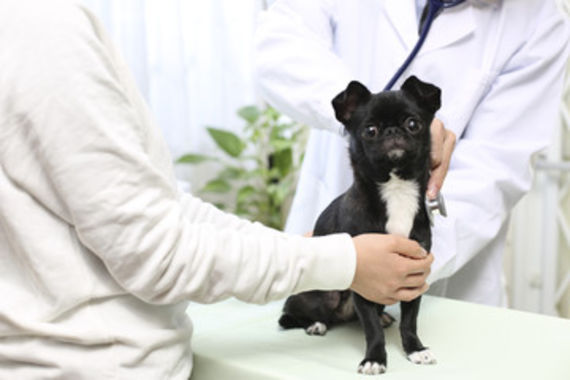 津田沼にある当院は巨大結腸症も治療できる動物病院です