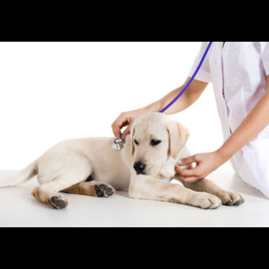 津田沼で犬の病気を治療するならセントラル動物病院へ