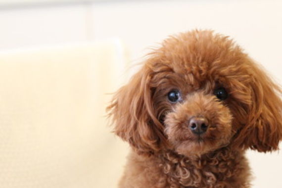 津田沼で犬の診察ならセントラル動物病院