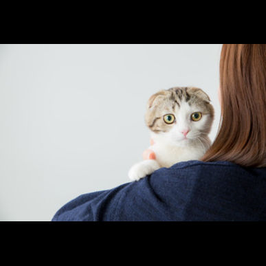 津田沼で猫の治療をするならセントラル動物病院へ