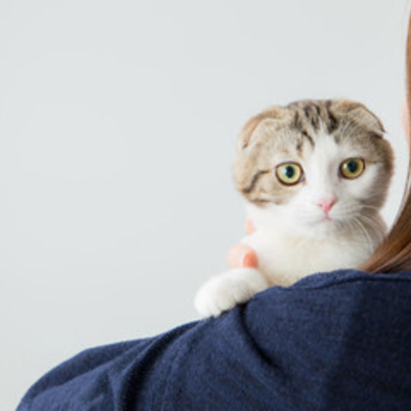 津田沼で猫の治療をするならセントラル動物病院へ