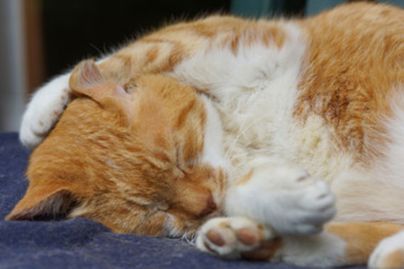 津田沼で猫の治療はセントラル動物病院