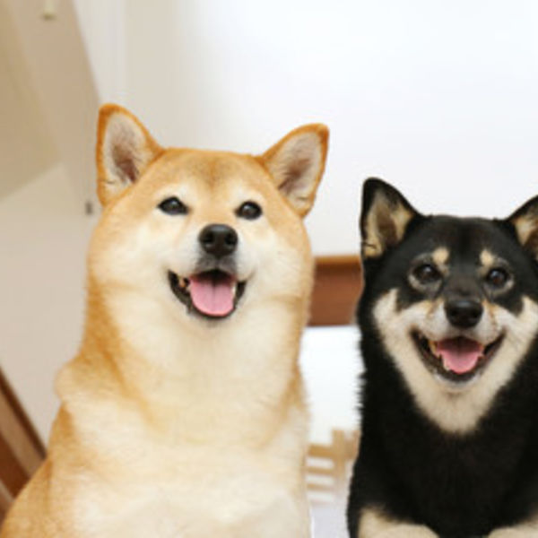 津田沼の口コミで人気のセントラル動物病院へお越しください