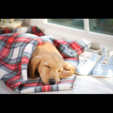 津田沼で評判の良いセントラル動物病院へお任せください