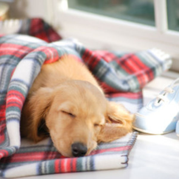 津田沼で評判の良いセントラル動物病院へお任せください