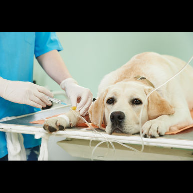 津田沼で乳がん治療ができる犬の動物病院
