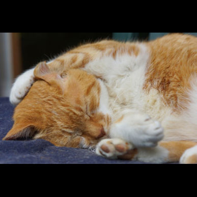 猫の巨大結腸症　津田沼セントラル動物病院