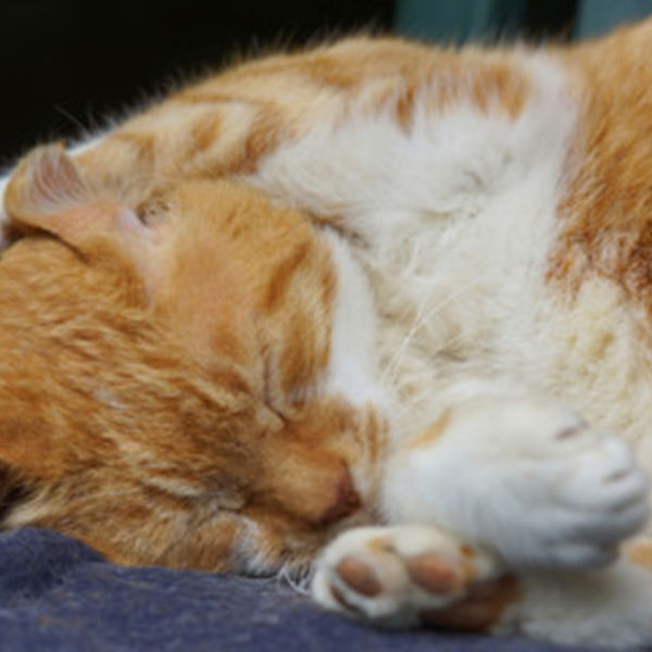 猫の巨大結腸症　津田沼セントラル動物病院