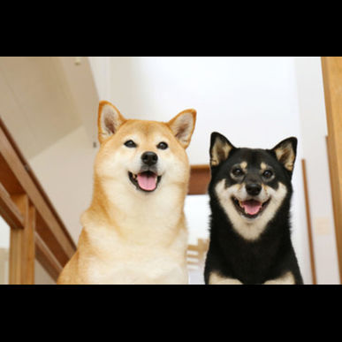 犬の根尖膿瘍なら津田沼セントラル動物病院へ