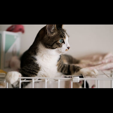 津田沼で猫の巨大結腸症でお困りの方はセントラル動物病にご相談下さい。