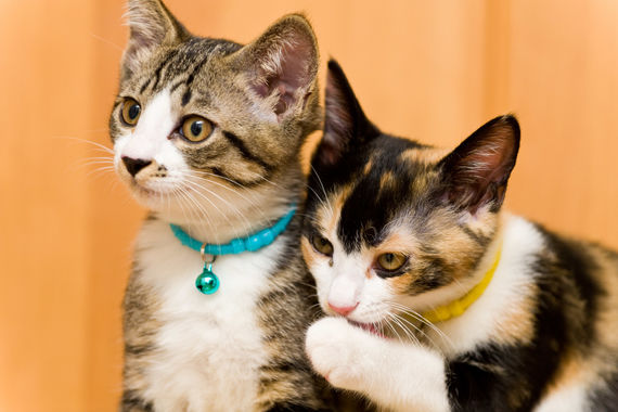 津田沼にある巨大結腸症も対応する動物病院