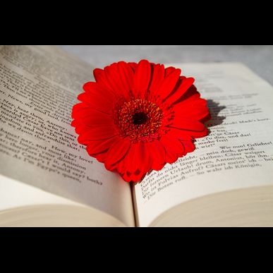 ウサギの精巣がんなら津田沼のセントラル動物病院へ